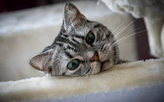 Cat blanket bed stuffed animal - stuffed free wallpaper