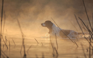 Dog lake foggy morning impressionism - impressionism free wallpaper