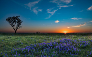 Sunset tree field blueflowers clouds - derek hill free wallpaper