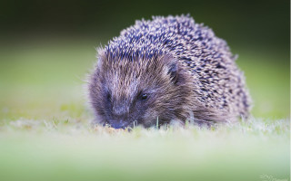 Hedgehog grass daytime sun tiltshift - food free wallpaper