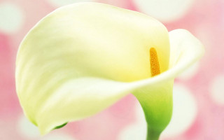 White flower green stem pink - a green stem free wallpaper for desktop