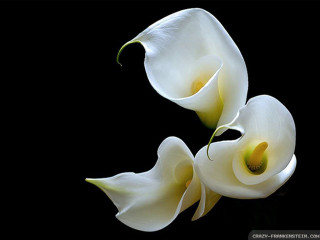 Two white flowers black background - two white flower free wallpaper