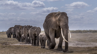 Elephants drygrass trees cloudy sky - a dry grass field free wallpaper