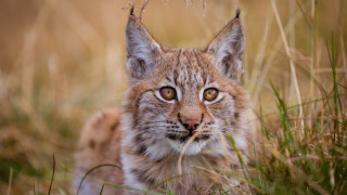 Small cat sitting grass sad - a small cat free wallpaper