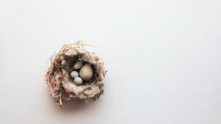 Bird nest eggs white surface - liminal space free wallpaper