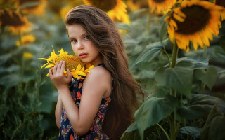 Young girl sunflower field autumn - the sunlight free wallpaper