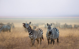 Zebras tallgrass outdoors realistic wildlife - andrew geddes free wallpaper