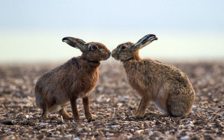 Rabbits sitting in grass mulch - two rabbit free wallpaper