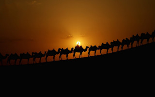 Camels silhouette sunset desert landscape - free animals wallpaper for desktop