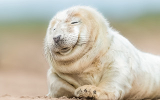White seal beach green field 2 - a sandy beach next free wallpaper for desktop
