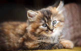 Small kitten yellow blanket couch - a couch next free wallpaper