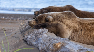 Bears sleeping log beach water - a log on free wallpaper