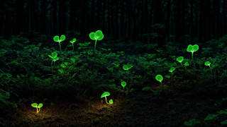 Glowing plants dark forest bioluminescence - the dark forest free wallpaper