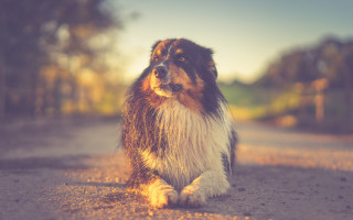 Dog forest road burns twilight - the side of a road next free wallpaper