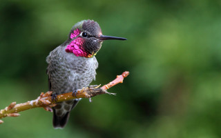 Hummingbird pink black neck branch - a hummingbird free wallpaper