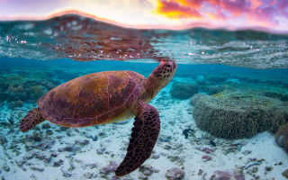 Turtle ocean sunset coral reef - a turtle swimming in the ocean free wallpaper