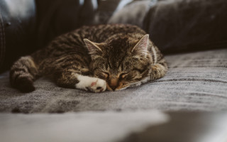Cat sleeping couch blurry photorealistic 2 - closed free wallpaper