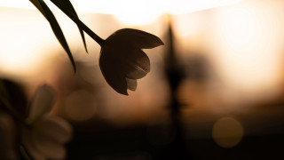 Flower background light macro backlighting - charles rennie mackintosh free wallpaper