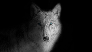 Wolf blue eyes black background - a white wolf free wallpaper
