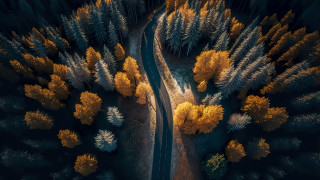 Autumn forest road fireworks starry - filip hodas free wallpaper