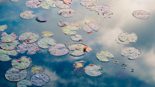 Water lilies lake clouds impressionist - adobe lightroom free wallpaper