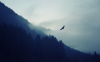 Bird flying over forest mist - mist free wallpaper