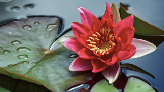 Red flower floating pond water - a pond free wallpaper for desktop