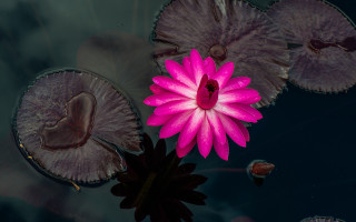 Pink flower floating pond lily 4 - a pond of water free wallpaper