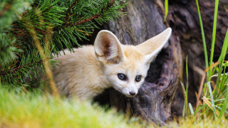 Fox cub peeking behind tree - a grassy area free wallpaper