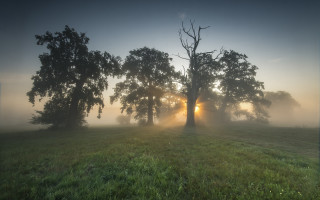 Foggy field tree sun crepuscular - crepuscular ray free wallpaper