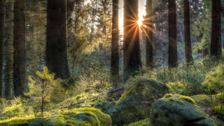 Forest moss covered sunlight trees - a bright sun free wallpaper