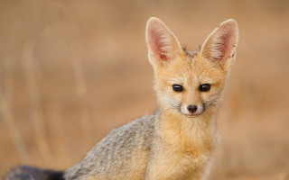 Sad fox sitting grass looking - a field of grass and grass free wallpaper