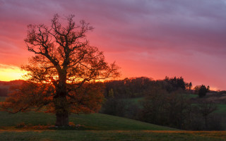 Sunset tree field clouds orange 2 - free autumn wallpaper