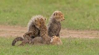 Cheetah cubs playing mother grass - the grass together free wallpaper