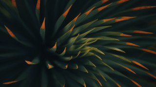 Green plant orange stripes raytraced - orange stripe free wallpaper