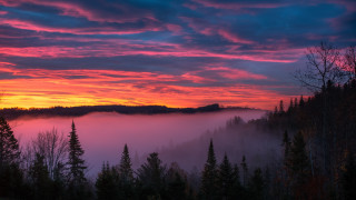 Sunset forest fog trees pink - fog and trees free wallpaper