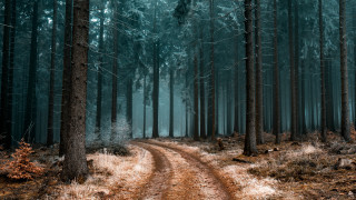 Dirt road forest trees trail 3 - tall tree free wallpaper