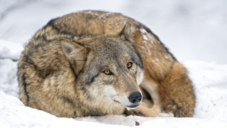 Wolf snow sad look distance - a wolf free wallpaper for desktop