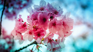 Pink flowers vase branch blurry - blue sky free wallpaper for desktop
