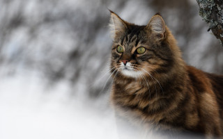 Cat sitting snow tree branch - majestic free wallpaper