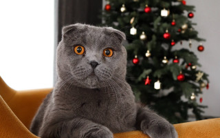 Grey cat christmas illusion bokeh - optical free wallpaper for desktop