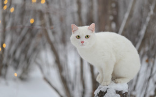 White cat snowy tree stump - a white cat free wallpaper