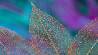 Leaf blue background purple detailed - background behind free wallpaper