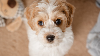 Sad shiba dog stuffed animal - a small dog free wallpaper