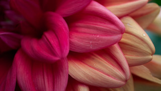 Pink flower water droplets macro 39 - elizabeth murray free wallpaper for desktop