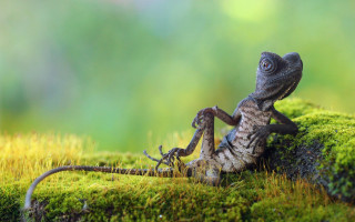 Lizard mossy surface green background - a mossy surface free wallpaper