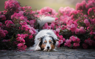 Dog pink flowers bird garden - a stone path free wallpaper
