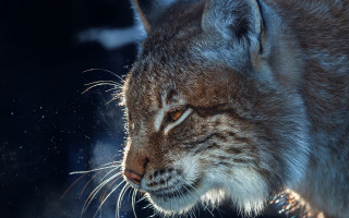Cat closeup blurry background night - a blurry background and a blurry background behind free wallpaper