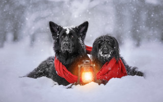 Dogs snow lantern scarf winter - two dog free wallpaper