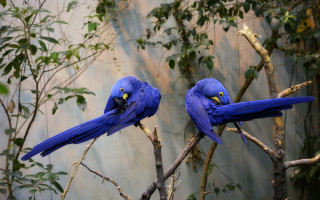 Blue birds branch nature overgrown - synchromism free wallpaper for desktop